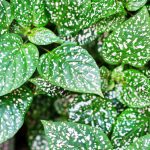 Hoja de sangre phyllostachya – Plante aux éphélides: todo lo que necesitas saber