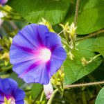 Ipomoea: ¿Cómo lograr un cultivo exitoso en terreno abierto o en macetas?