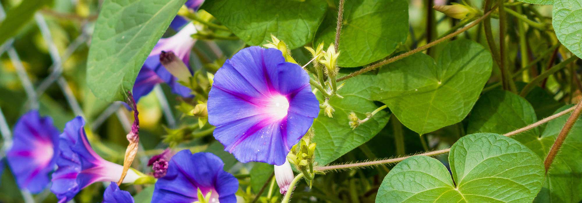 Ipomoea: ¿Cómo lograr un cultivo exitoso en terreno abierto o en macetas?