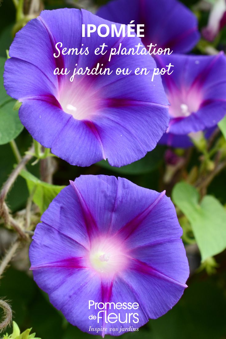 flores moradas de Ipomoea