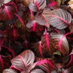 Iresine: consejos de cultivo y mantenimiento