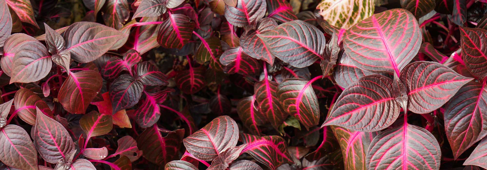 Iresine: consejos de cultivo y mantenimiento