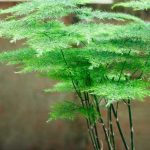 ¿Cómo multiplicar el Asparagus?