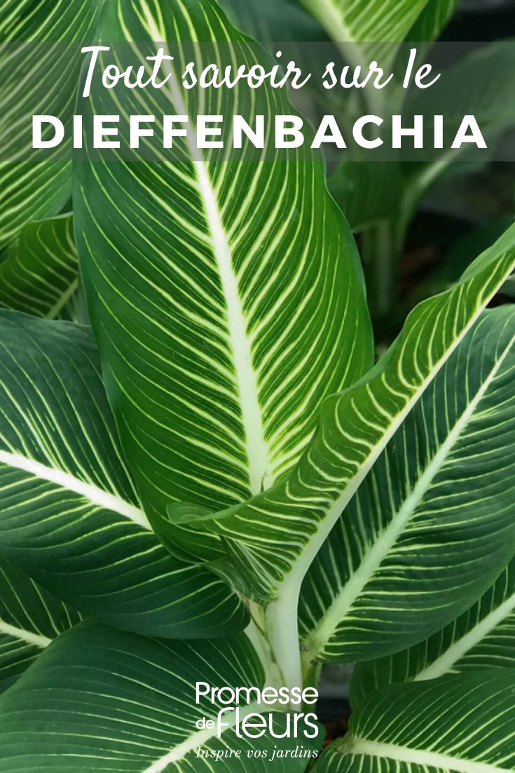 Follaje de una Dieffenbachia