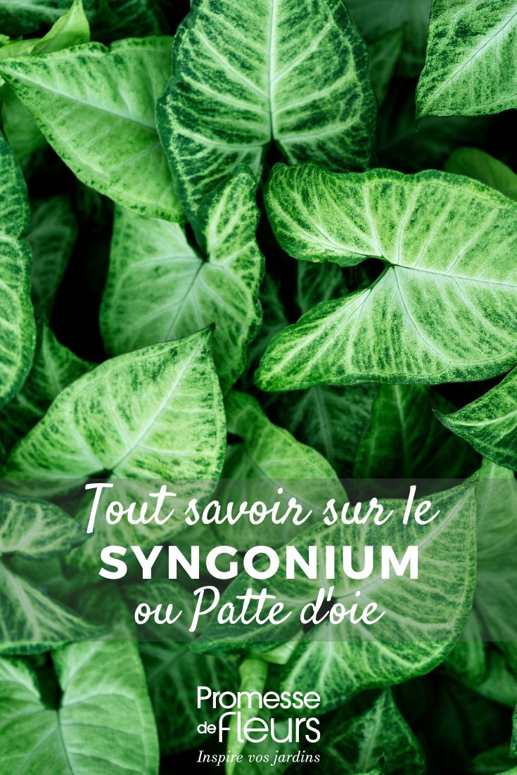 hojas de Syngonium