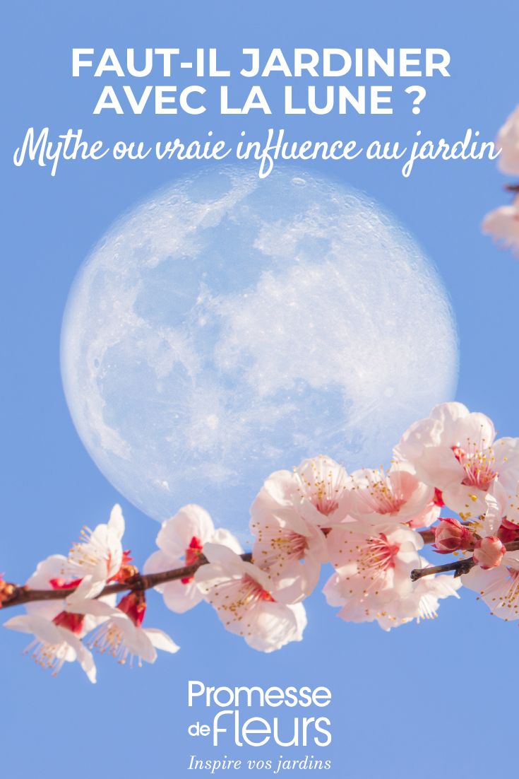 Una luna sobre una rama de Guinda del jardín.