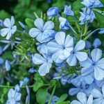 ¿Cómo proteger el Plumbago del frío en invierno?