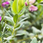 Proteger el Polygala del frío: nuestros consejos de Invernada