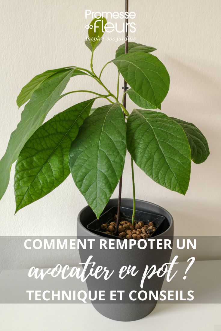 Trasplantar una planta de aguacate.