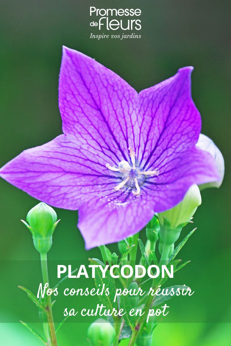 flor de Platycodon