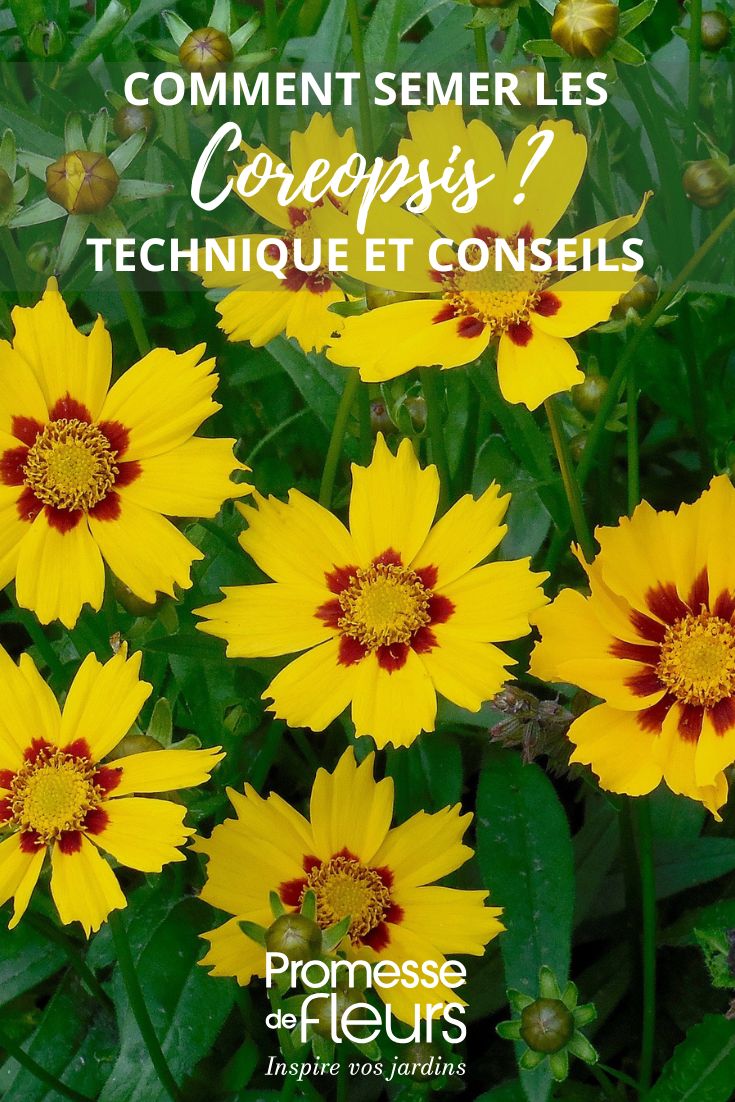 flores de Coreopsis