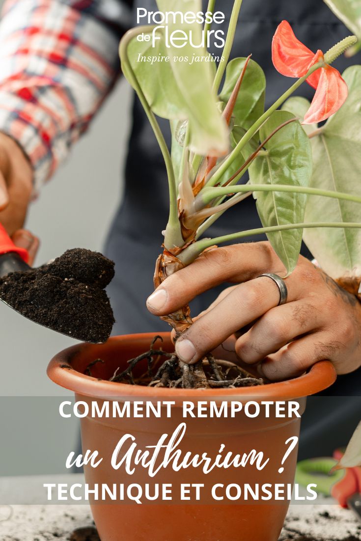 trasplante de un Anthurium