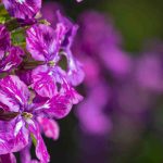 ¡Las bienales o anuales de otoño: para plantar desde septiembre en el jardín!