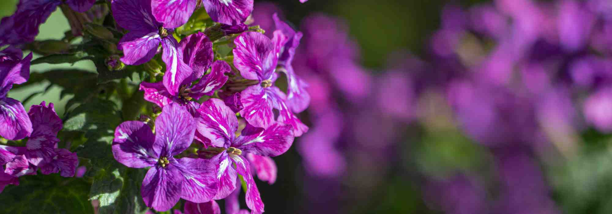 ¡Las bienales o anuales de otoño: para plantar desde septiembre en el jardín!