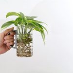 ¿Cómo hacer esquejes fácilmente en agua para multiplicar tus plantas?