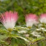 ¿Cómo sembrar la Albizia para obtener bonitos planteros y planteles?