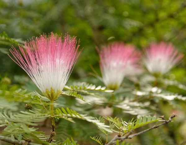 ¿Cómo sembrar la Albizia para obtener bonitos planteros y planteles?