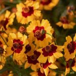 ¿Cómo cultivar una coreopsis en maceta?