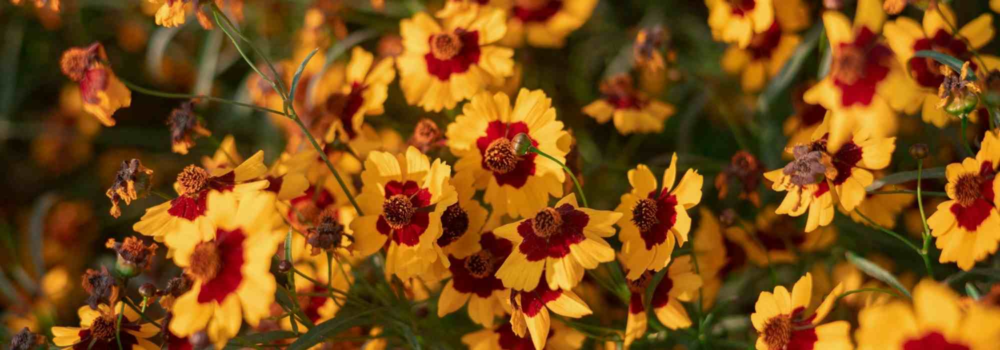 ¿Cómo cultivar una coreopsis en maceta?