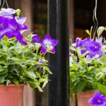 ¿Cómo cultivar un Platycodon en maceta?