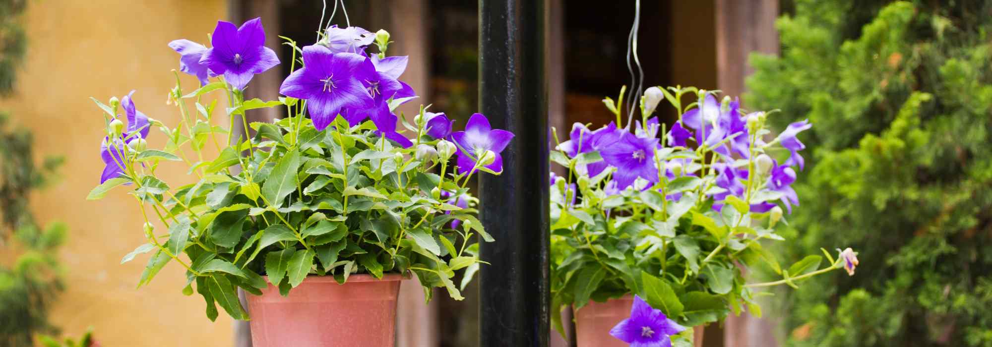 ¿Cómo cultivar un Platycodon en maceta?