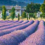 Lavanda y lavandín: ¿en qué se diferencian?