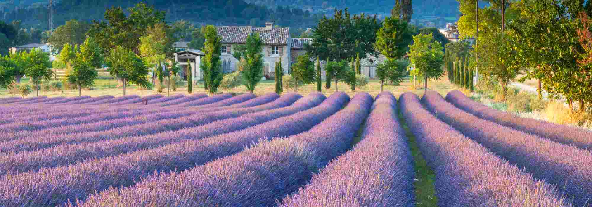 Lavanda y lavandín: ¿en qué se diferencian?