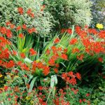 ¿Cómo cuidar y renovar un viejo macizo de Chispa?