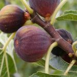 Cultivar una Higuera en maceta: ¿dónde, cuándo y cómo?
