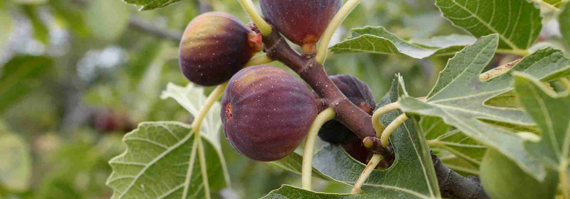 Cultivar una Higuera en maceta: ¿dónde, cuándo y cómo?