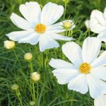 Plantas anuales con larga floración: disfruta de macizos coloridos hasta las heladas