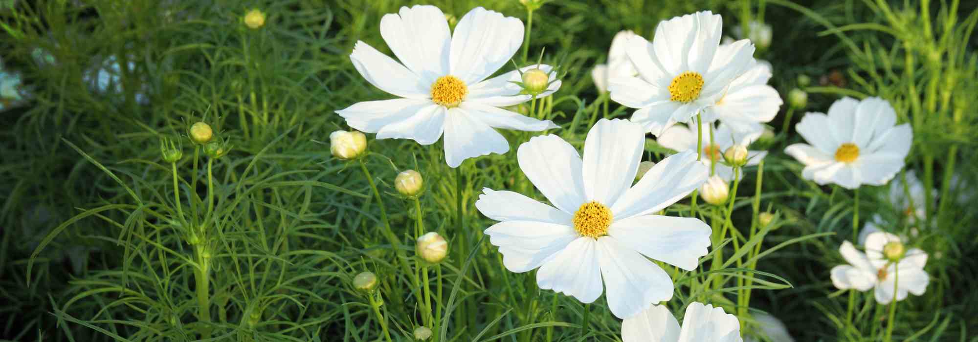Plantas anuales con larga floración: disfruta de macizos coloridos hasta las heladas