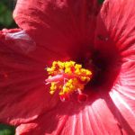 Todo lo que debes saber sobre el Hibisco palustre, una impresionante vivácea en flor