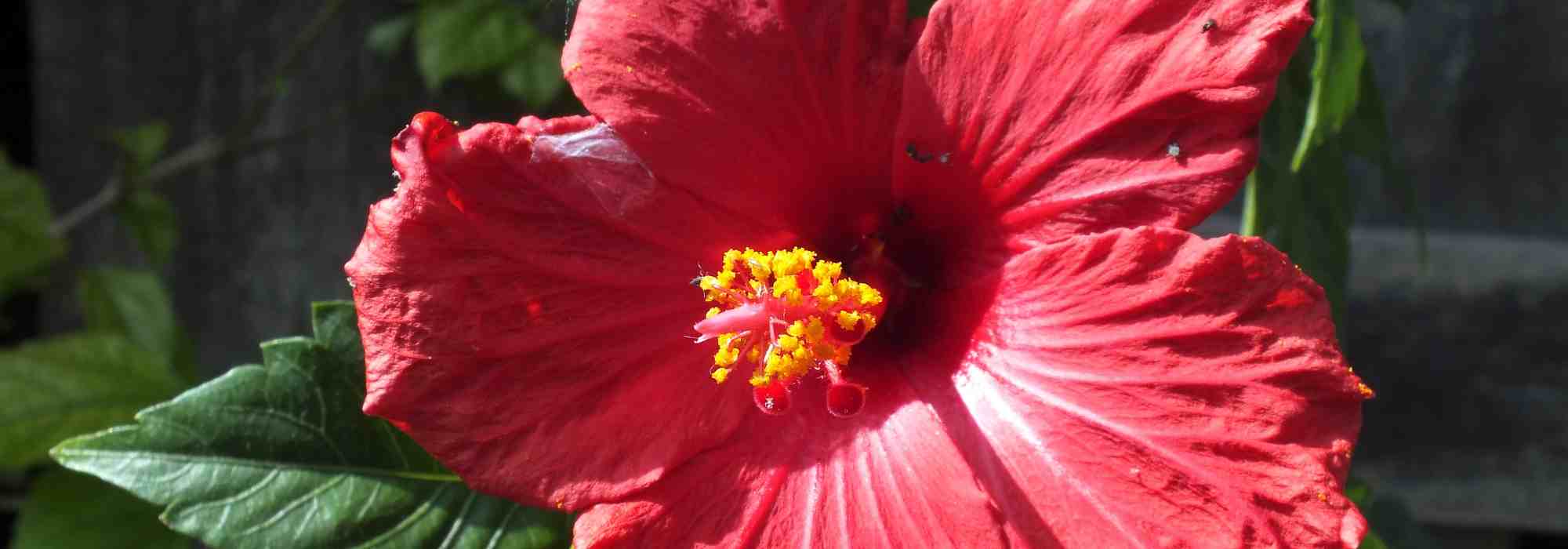 Todo lo que debes saber sobre el Hibisco palustre, una impresionante vivácea en flor