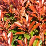 ¿Cómo potenciar el color rojo de la Fotinia?