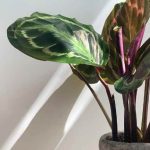 ¿Cómo multiplicar fácilmente un Calathea?