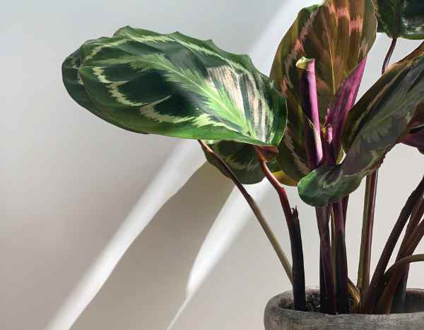¿Cómo multiplicar fácilmente un Calathea?