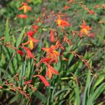 Multiplicar las Crocosmias fácilmente: nuestros 2 métodos