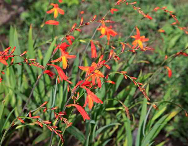 Multiplicar las Crocosmias fácilmente: nuestros 2 métodos