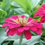 ¿Qué es una planta anual? Definición sencilla y variedades imprescindibles