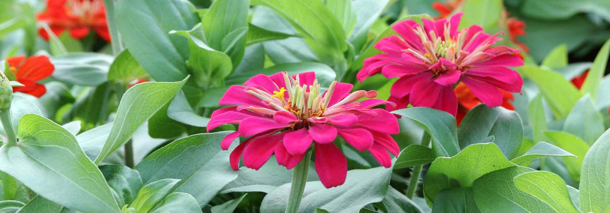 ¿Qué es una planta anual? Definición sencilla y variedades imprescindibles