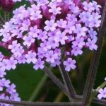 ¿Cómo lograr el éxito en la plantación y el cuidado de la Verbena de la Patagonia?