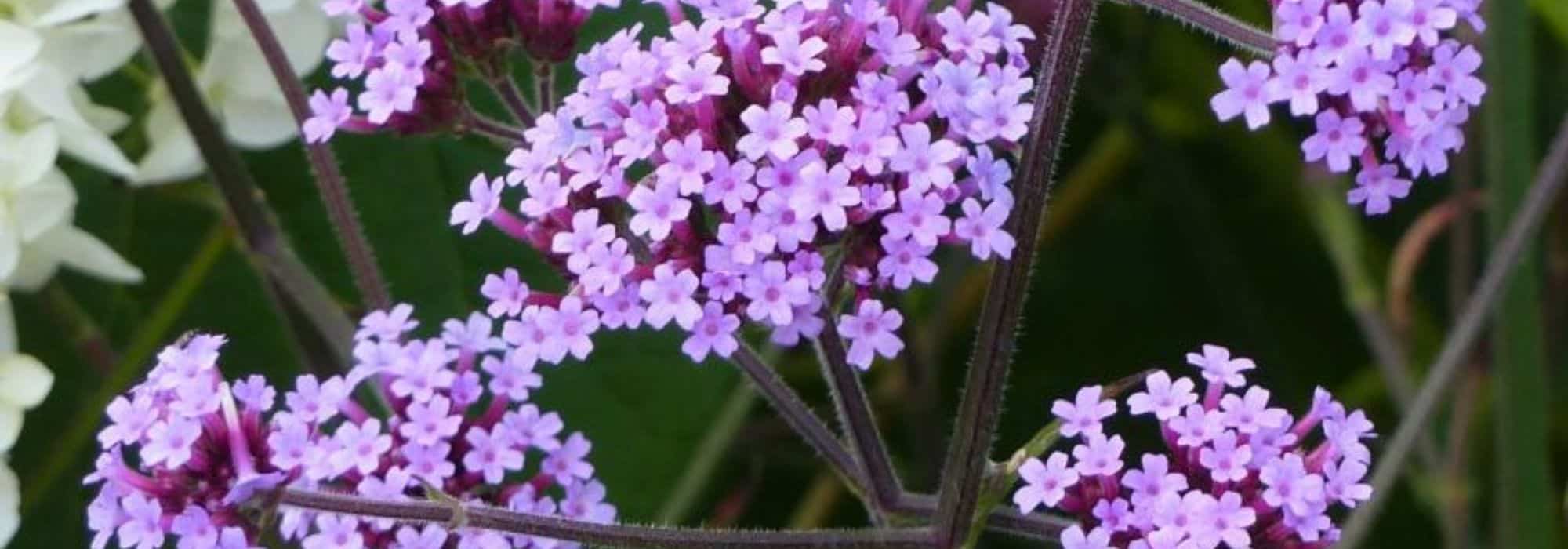 ¿Cómo lograr el éxito en la plantación y el cuidado de la Verbena de la Patagonia?