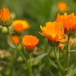 Plantas anuales de crecimiento rápido: un jardín florecido en un tiempo récord