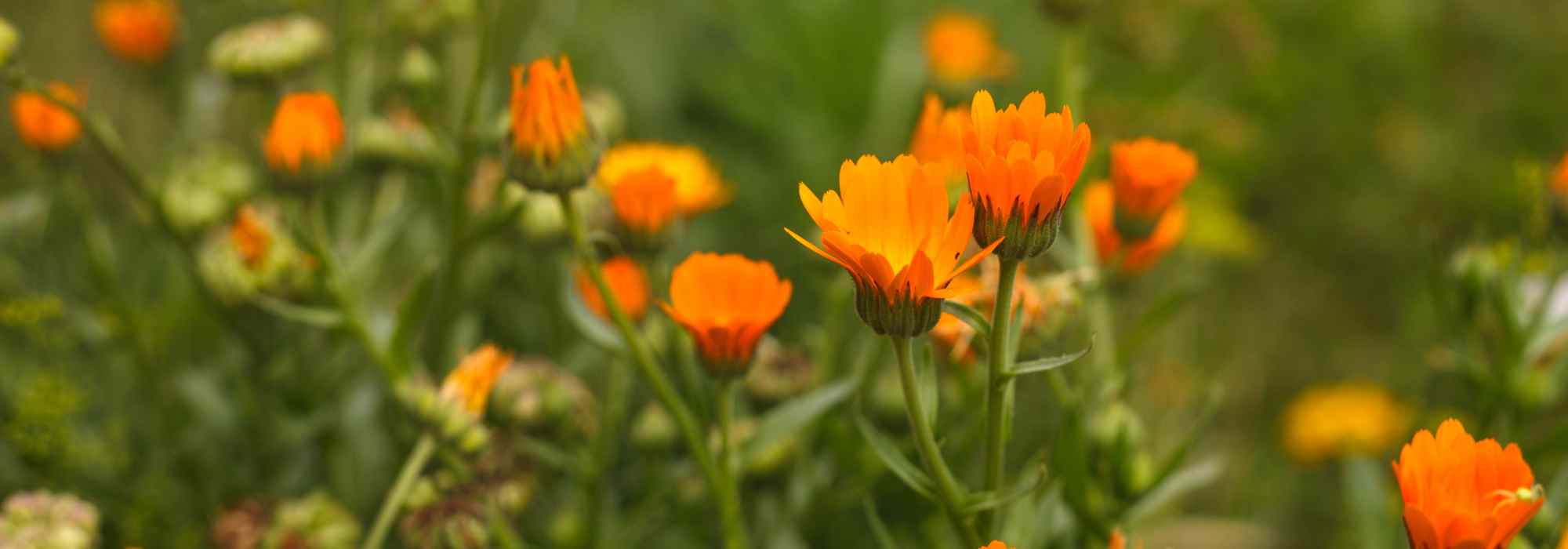 Plantas anuales de crecimiento rápido: un jardín florecido en un tiempo récord