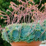 Residencia secundaria: ¿qué plantar en sus macetas, jardineras y contenedores?