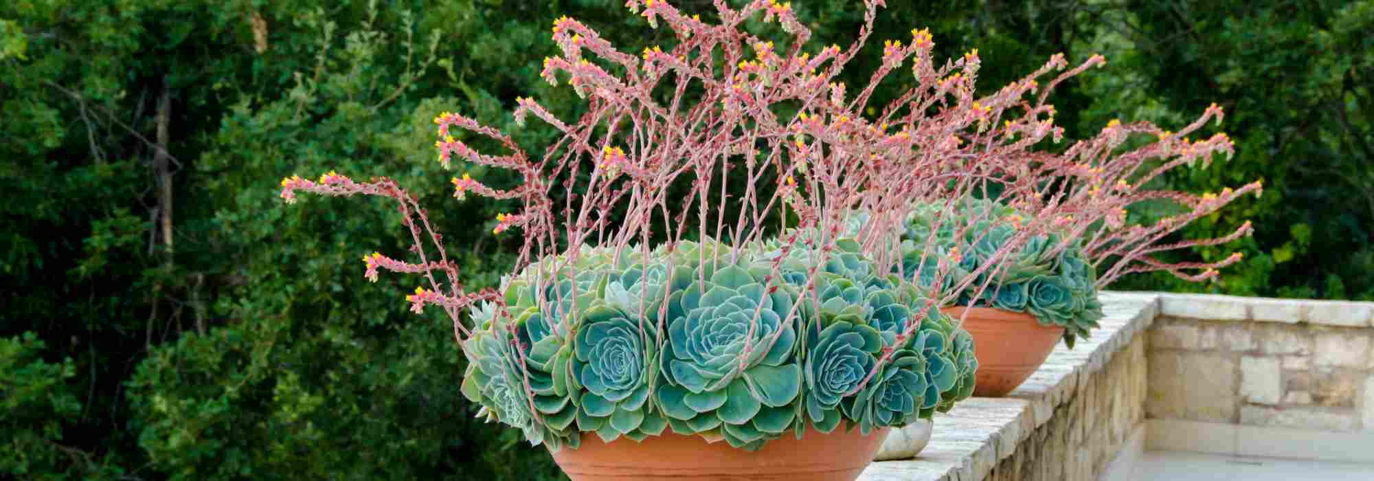 Residencia secundaria: ¿qué plantar en sus macetas, jardineras y contenedores?