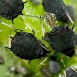 Sembrar flores en el huerto: una solución natural contra los pulgones