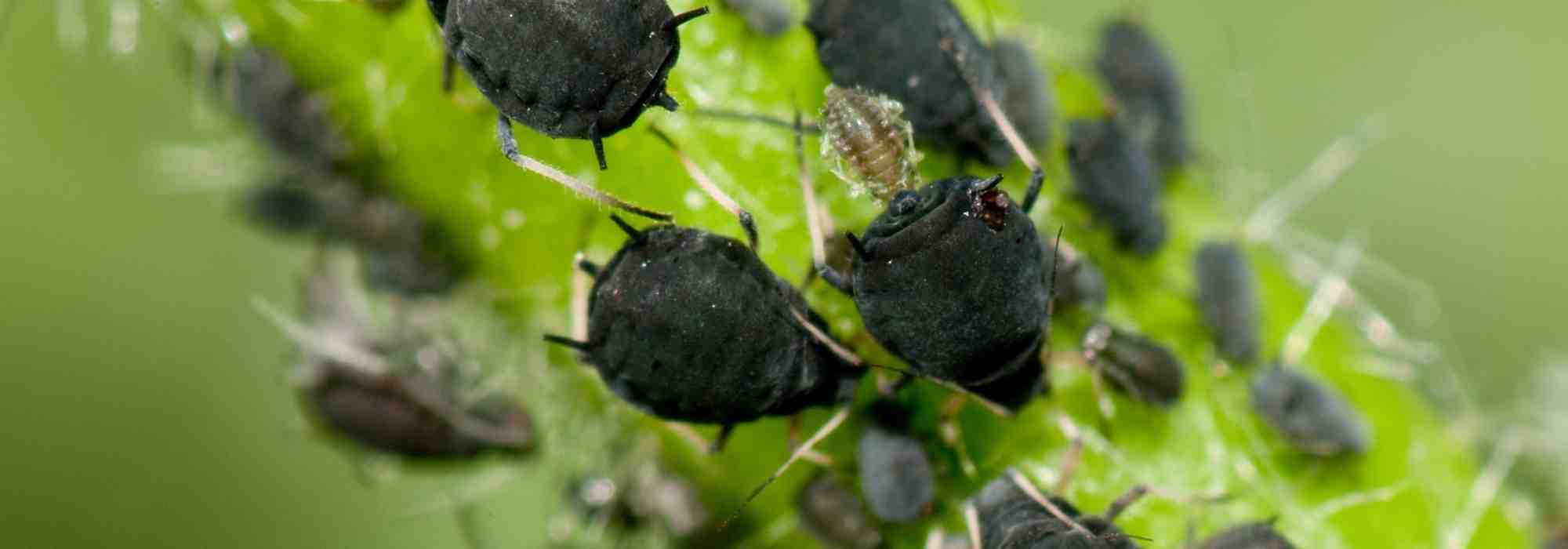 Sembrar flores en el huerto: una solución natural contra los pulgones