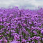 ¿Cómo cosechar y sembrar las semillas de Verbena de la Patagonia?